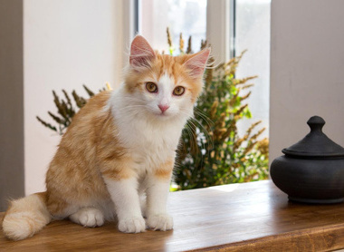 cat-4429821_1280.jpg