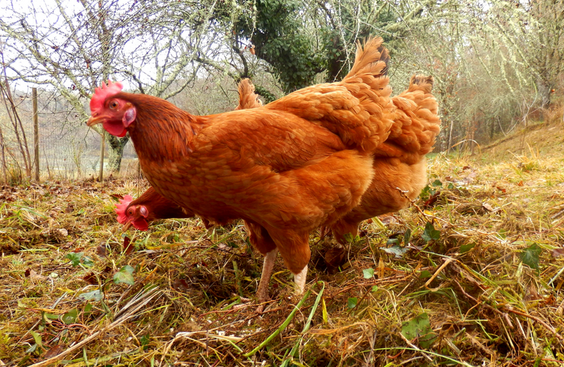 Animal Welfare Framework