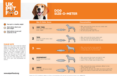 How Much Should You Feed Your Dog? [+ Canine BCS Chart]