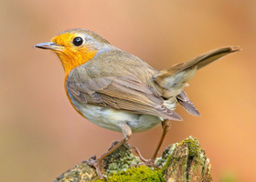 Robin