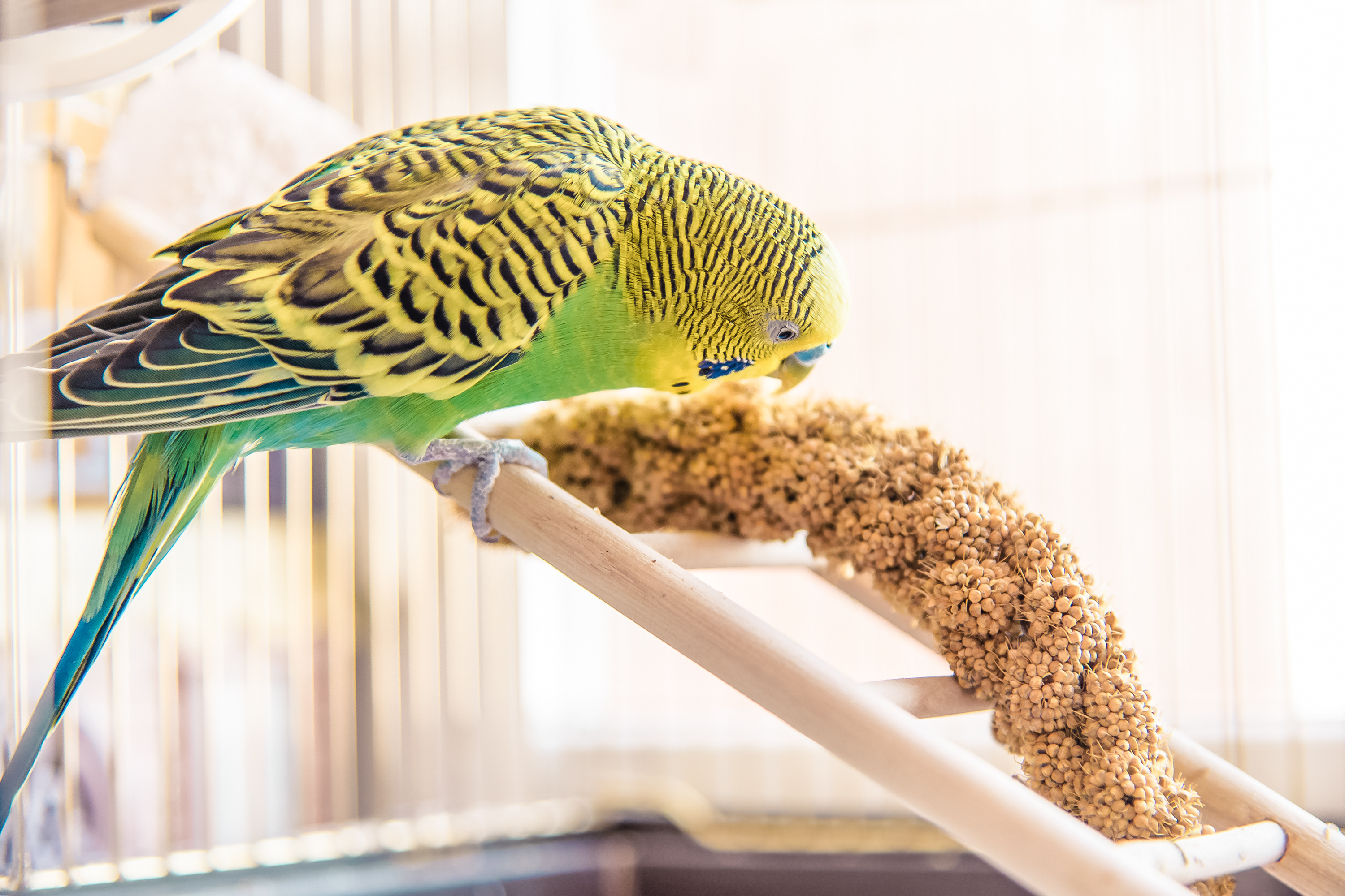 Budgie Eating Seeds.jpg