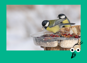 BIRD-button with wild birds feeeding