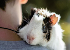 Guinea Pig NPM.jpg