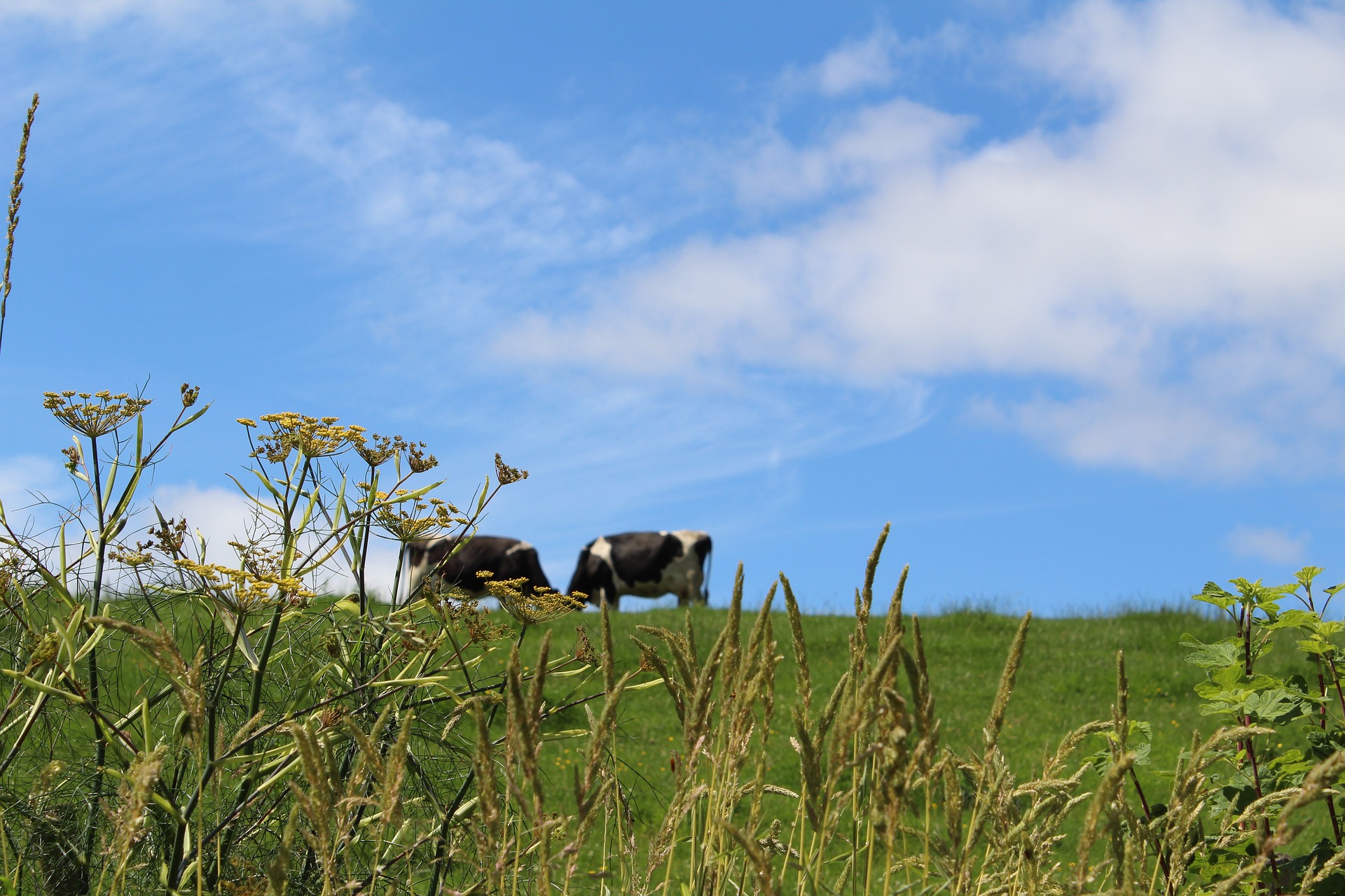 meadow-2503453_1920.jpg