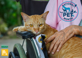 elderly person cat NPM.png