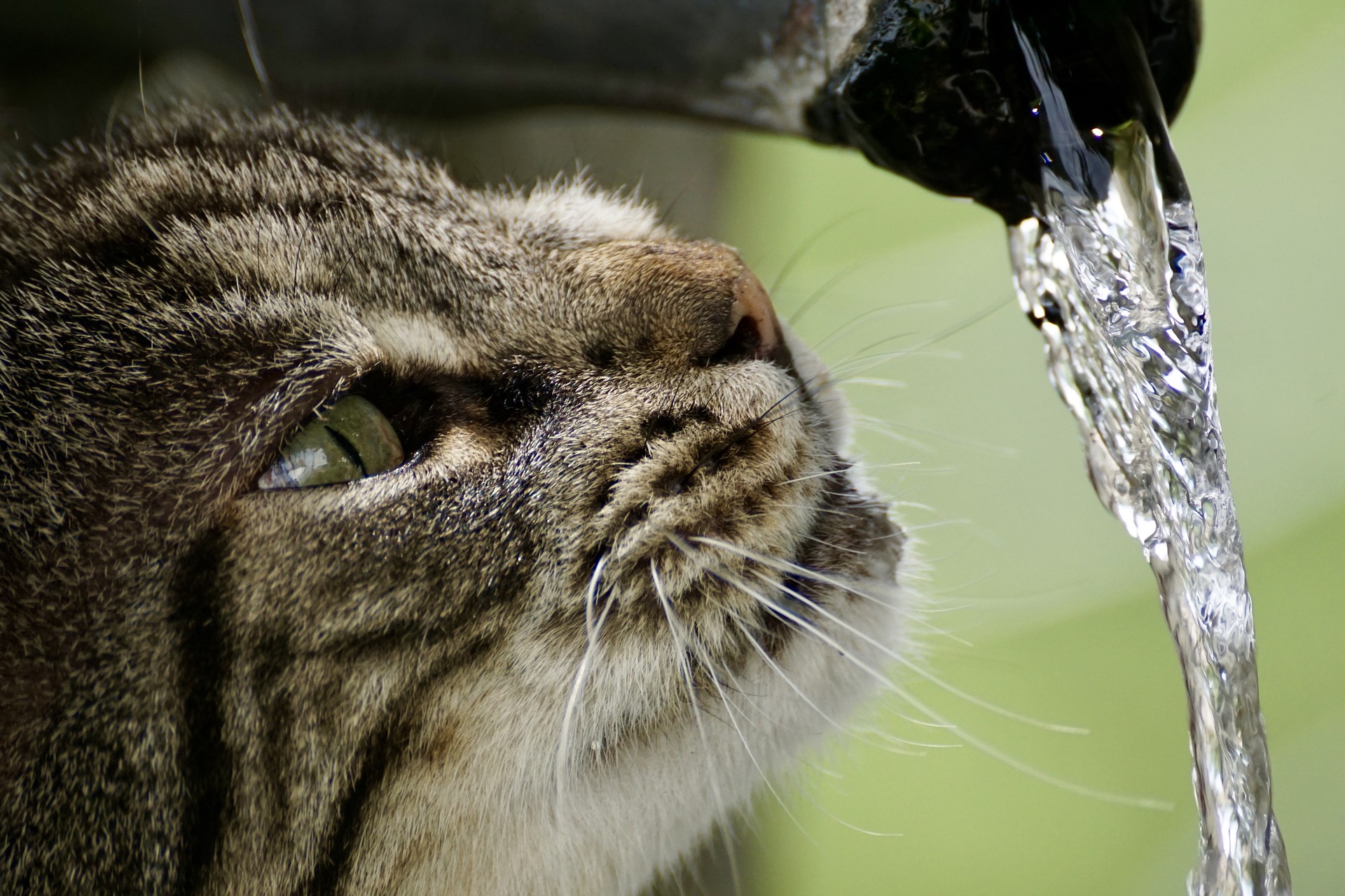 cat drinking flowing water.jpg
