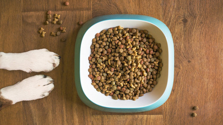 dog-food-and paws.jpg 1