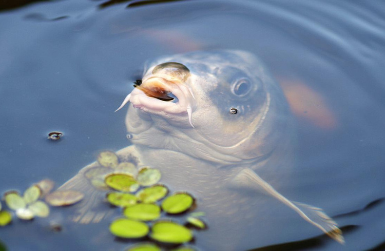 Fish Food