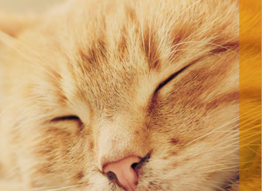 cat for annual report 